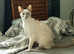 Pedigree,  registered 2x vaccinated,  vet checked Tonkinese girl