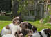 Stunning Spriner Spaniel puppies