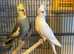Beautiful young cockatiels for sale