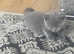 Full grey British shorthair kittens