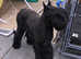 Giant schnauzer