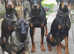 Beautiful pups ready for new adventure