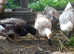 Silver/Gold Harlequin Fertile Duck Eggs