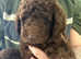 Quality Labradoodle Pups Ready Now