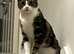 The sweetest girl you'll ever meet! In need of a home asap. Come and give her a home!