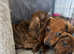 Beautiful brindle and red dachshunds.