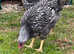 Wyndotte Rooster