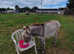 2 proper Devon Bred female Donkeys for sale
