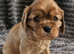 KC Registered Cavalier Puppies from Champ line