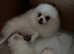 XXS mini teddy bear Pomeranian KC girl