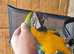 Gold and blue macaw parrot
