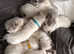 PEDIGREE rare RAGDOLLS ready now insured and chipped.