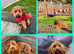 Cavapoos - waiting list open