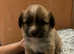 morkie cross puppies