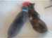 2 8month old female kittens looking for a new home