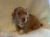 *Solid red based isabella mini dachshunds RARE