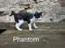 Adorable Rare Lykoi F1 Werewolf Kittens