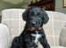 Beautiful bordoodle puppies