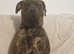 Rehoming beautiful pressa canario