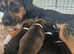 Border Terrier pups