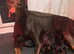 Top Quality Dobermann Puppies For Sale