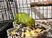 Baby green Indian ringnick parrot