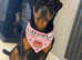 KC Rottweiler puppies due beginning of June