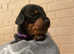 Miniature dachshund puppies