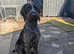 Eleven months old kc reg wirehaired pointer