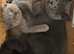 British Shorthair kittens Blue and Lilac