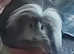 Pair of guinea pigs, 1 neutered male and young sow