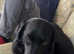 Labradoodle for sale