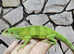 Fiji Island Iguana at Birmingham Reptiles (Brachylophus Fasciatus)