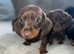 Dachshund puppy's for Sale ready now