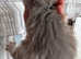 turkish angora mix scottish fold
