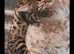 Bengal cats for sale Tica registered