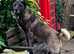 Panther Malakali pups for sale