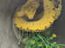 Biak Green Tree Python at Birmingham Reptiles