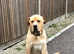 Cane corso male 3 yrs old