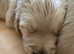 KC chunky Golden Retriever puppies