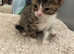 Kitten for sale