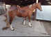 Well breed c mare xx