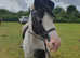 13hh cob