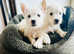 Stunning west highland terriers one boy left