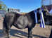 Black standard shetland pony