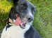 Rescued mix, 2y&1/2, fem, loving and loyal