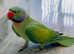 Stunning male moustache parrot