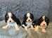 Stunning Kc dna clear cavalier King Charles pups