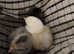 Heated brooder and day old chicks