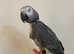 Friendly Very Tame Talking African Grey